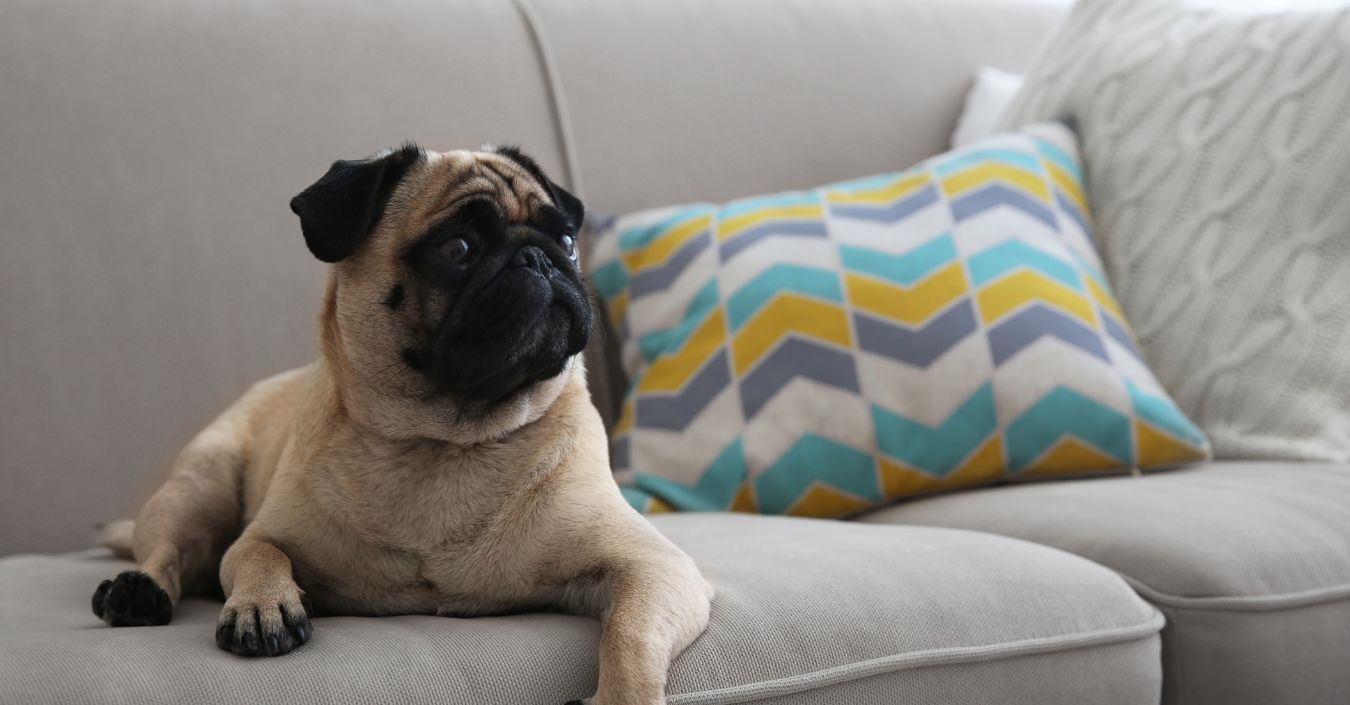 how-pet-hair-and-dander-build-up-inside-air-ducts